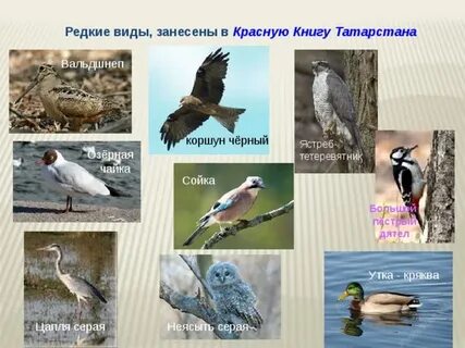 Животные занесенные в красную книгу республики татарстан