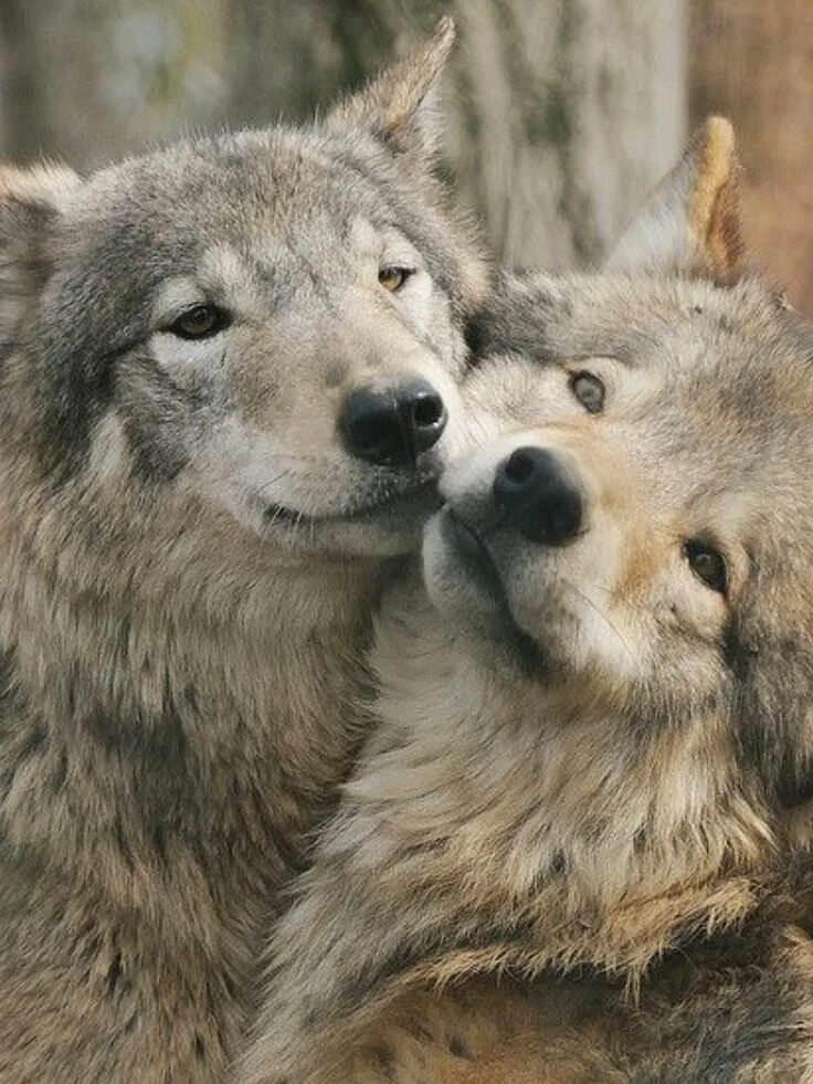 Wolfs's love Animals beautiful, Beautiful wolves, Wolf love