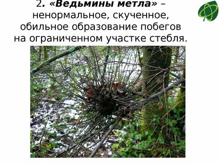 Ведьмина метла на малине