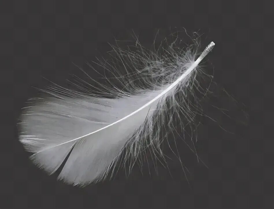 Soft feather. Soft feather