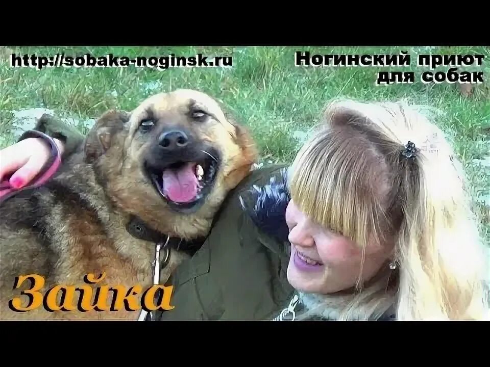 Приют для собак ногинск. Приют для собак в ногинске. ногинский собачий приют. ногинск приют для безнадзорных животных. ногинский приют для собак официальный сайт.