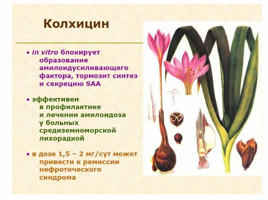 Колхицин полиплоидия. Колхицин полиплоидия. Колхицин формула. Колхамин формула структурная. Колхицин мутации.