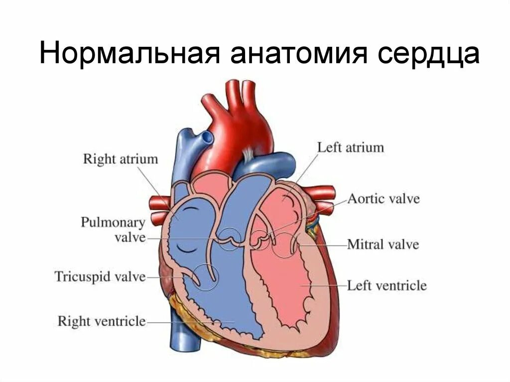 Строение и расположение клапанов сердца. Строение клапанов сердца человека. Клапана сердца человека названия. Как называются клапаны сердца. Правый желудочек функции