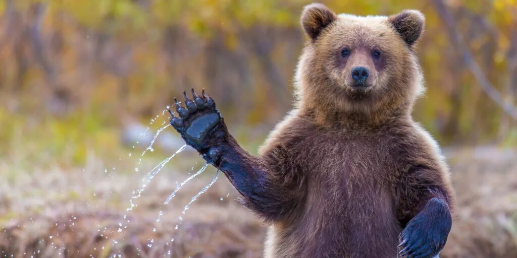 медведь машет лапой. медведь с поднятой лапой. белый медведь. медведь машет лапой. привет медведь.