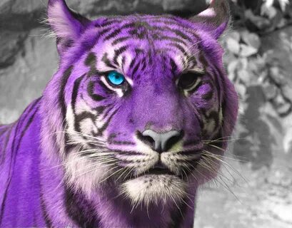 Фиолетовый тигр - 74 фото