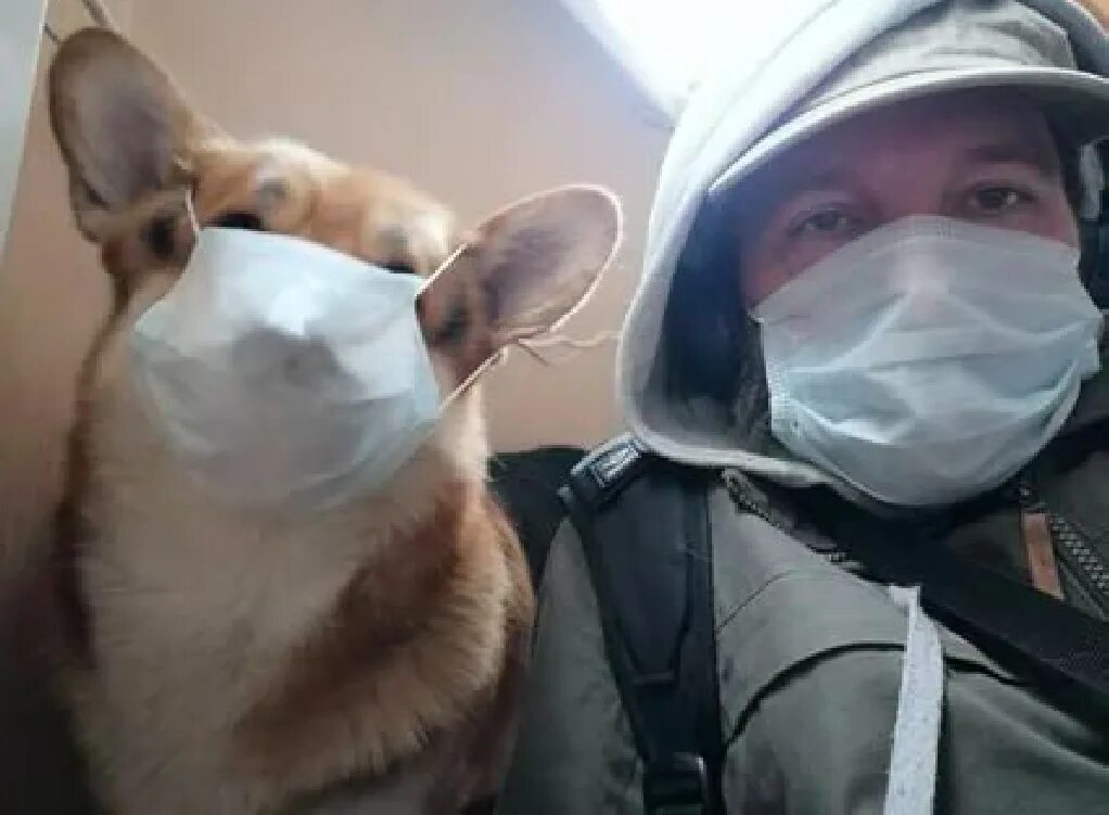 Кто в маске щенка 5. Маска собаки. Мужчина в маске собаки. Картинка маска собаки. Собака в маске ковид.