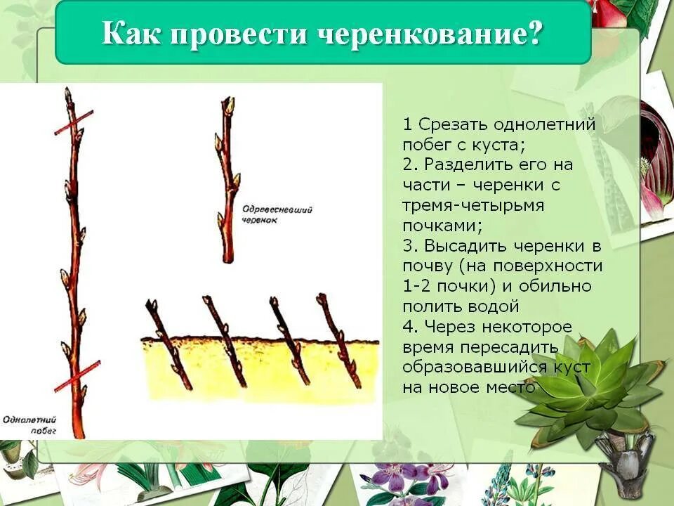 Отводки плетистой розы. Размножение роз одревесневшими черенками. Размножение липы черенками. Размножение липы отводками.