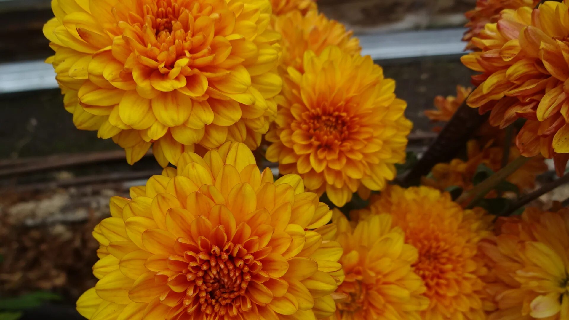 хризантема бронз