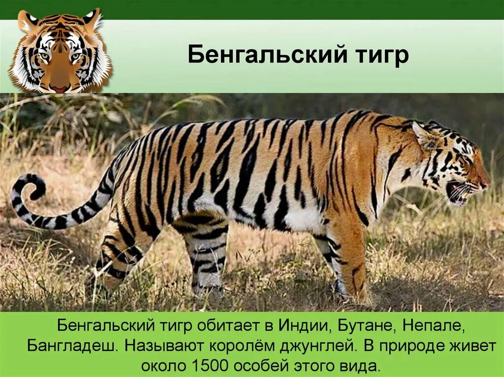 Бенгальский тигр среда обитания. Амурский и бенгальский тигр. Бенгальский тигр красная книга. Королевский бенгальский тигр. Бенгальский тигр подвид тигра