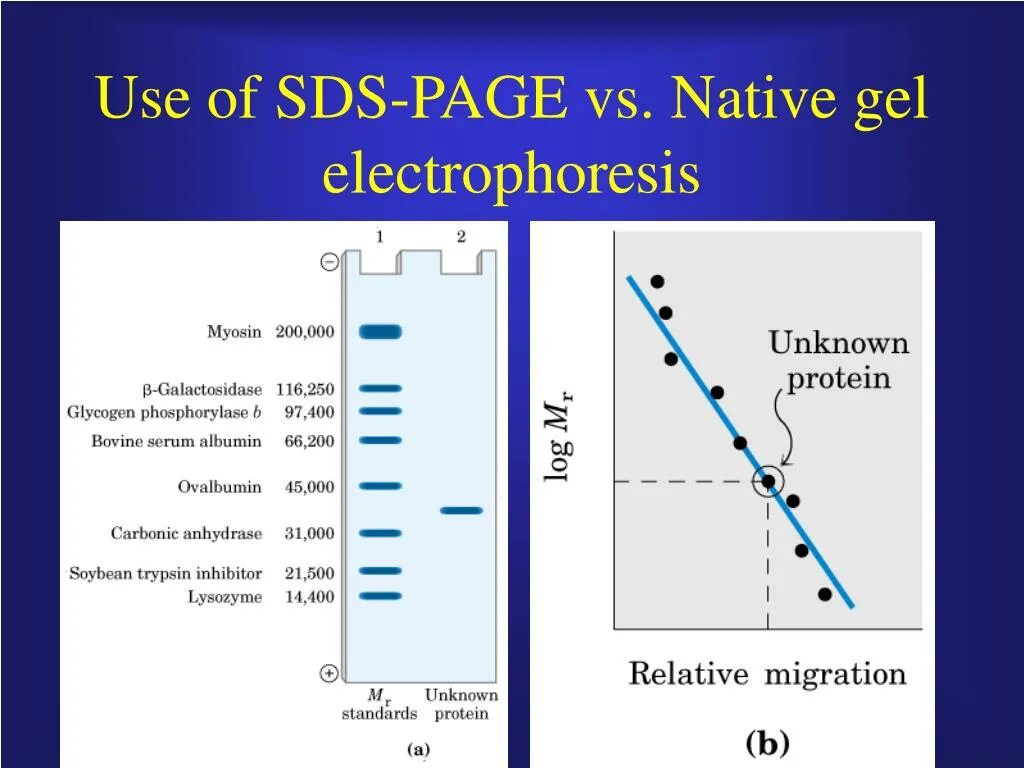 Native Gel Electrophoresis. SDS Page. Angiogenin SDS-Page. Angiogenin on SDS-Page.