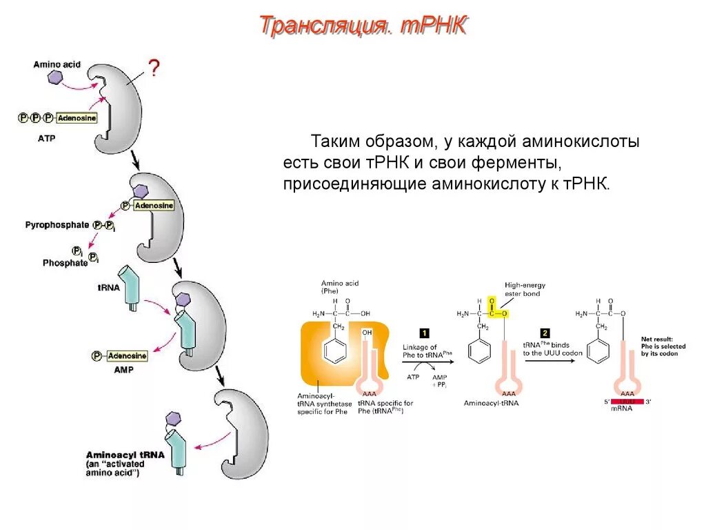 Трансляция РНК. Трансляция ТРНК. Трансляция белка. Процесс трансляции.