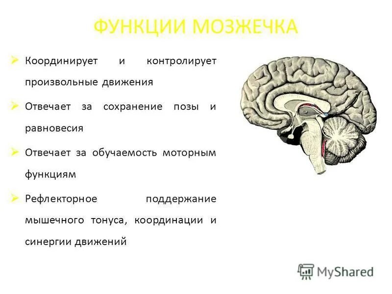 Отдел головного мозга обеспечивающий координацию движений