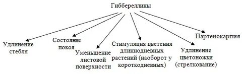 Структуры отвечающие за возобновление цветения