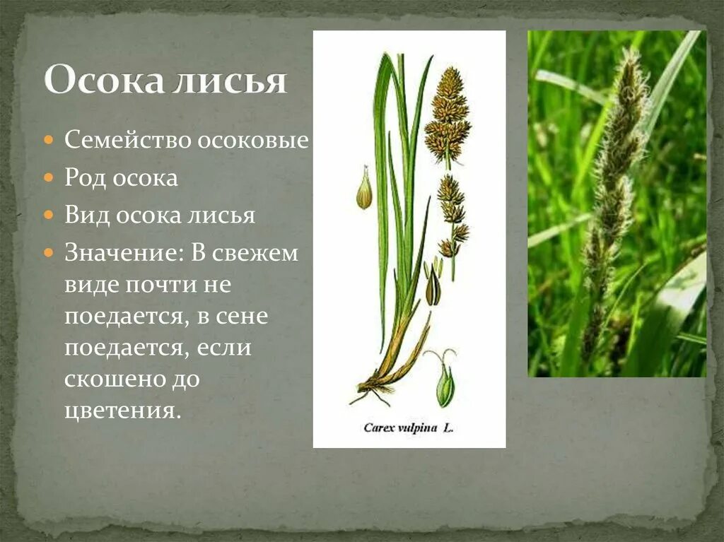 Осока парвская. Осока злакоцветные. Осока семейство. Осоковые семейство характеристика. Осока семейство.