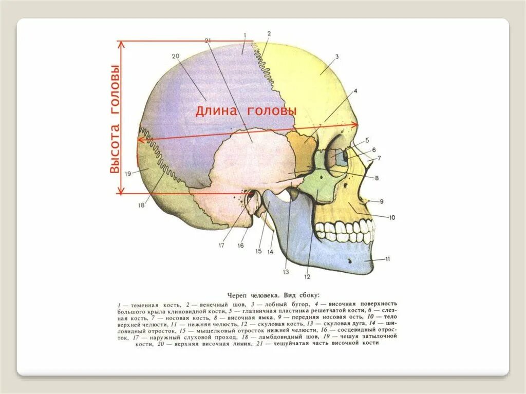 Доли черепа головы человека. Схема головы затылочный бугор. Строение черепа затылочные Бугры. Толщина черепной кости человека.