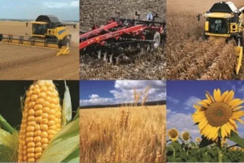 Виды продукции сельскохозяйственной отрасли