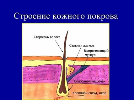 Печень и кожный покров