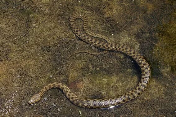 Змей турции. Natrix tessellata. Турецкая гадюка. Змеи в Кемере. Водоплавающие змеи Турции.