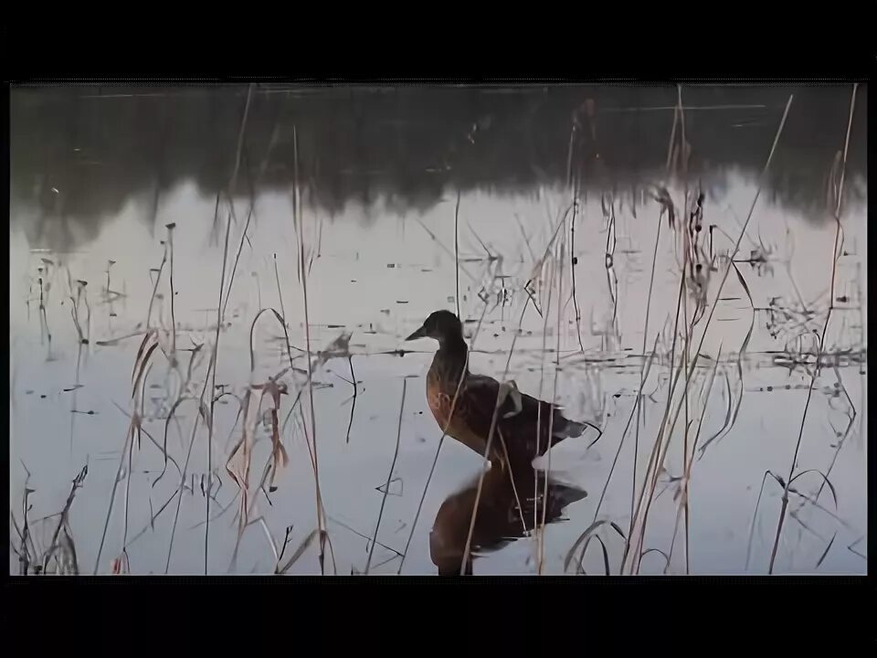 С подсадной на селезня видео. Весенняя охота на селезня с чубарой подсадной. охота на утку с подсадной уткой. охота на селезня весной с подсадной видео. охота с подсадной уткой весной.