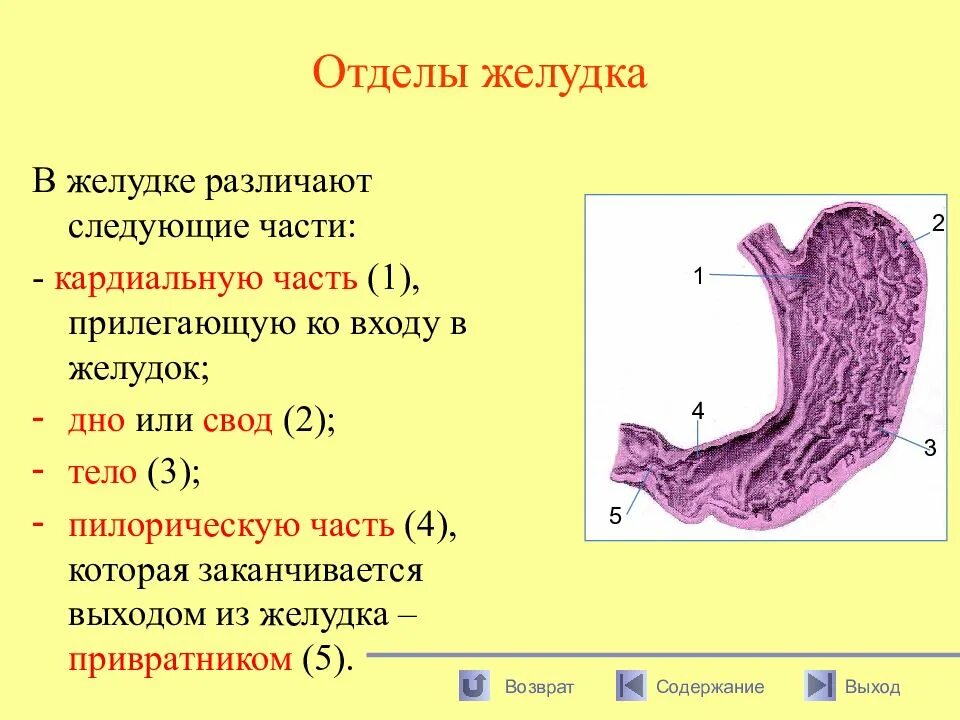 Части желудка анатомия. Основные отделы желудка. Отделы желудка схема. Для слизистой оболочки желудка характерно наличие