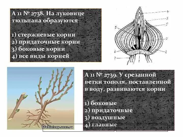 Какой тип корневой системы сформируется если луковицу. Придаточные корни образуются. На луковице тюльпана образуются. Корни луковицы. Луковица тюльпана с корнями.