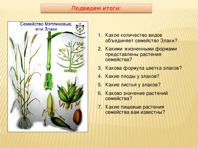 Органы злаковых. Строение вегетативных органов злаки. Строение вегетативных органов злаковых. Особенности строения вегетативных органов семейства злаковых. Стебель злаковых Соломина.