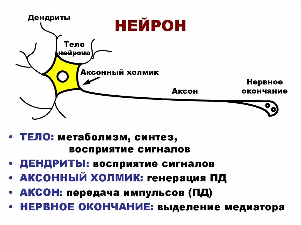 Где расположен нейрон. Аксон тело нейрона дендрит. строение нерва дендрит. дендрит тело нейрона аксон синапс. строение нейрона тело аксон дендрит.