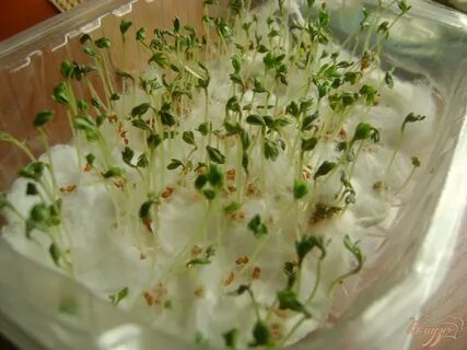 Микрозелень на марле