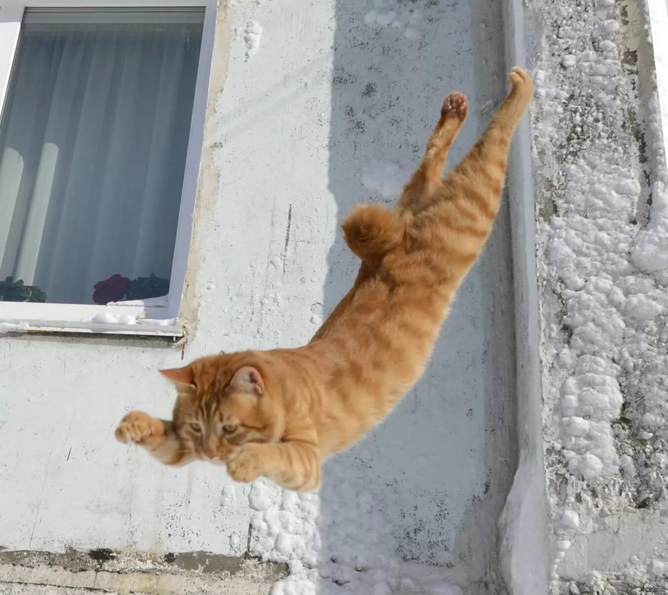 Кошка спрыгивает. Рыжий кот прыгает. Кот прыгнул из окна. Рыжий котенок прыгает.