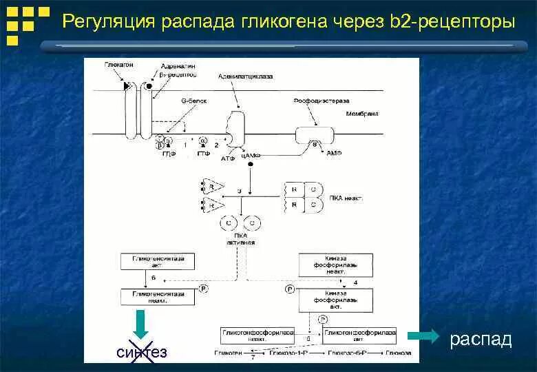 Распад гликогена в печени. Регуляция синтеза и распада гликогена. Регуляция синтеза гликогена схема. Гликогеногенез биохимия регуляция. Гликогенолиз биохимия схема.