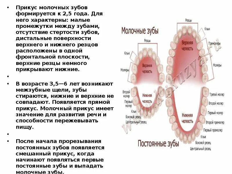 Зубы молочного прикуса схема. Формирование прикуса молочных зубов. Характеристика прикуса молочных зубов. Прикус молочных зубов формируется к.