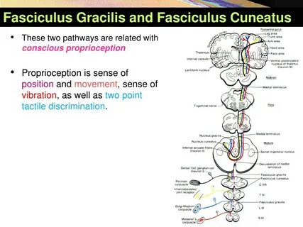 Fasciculus gracilis