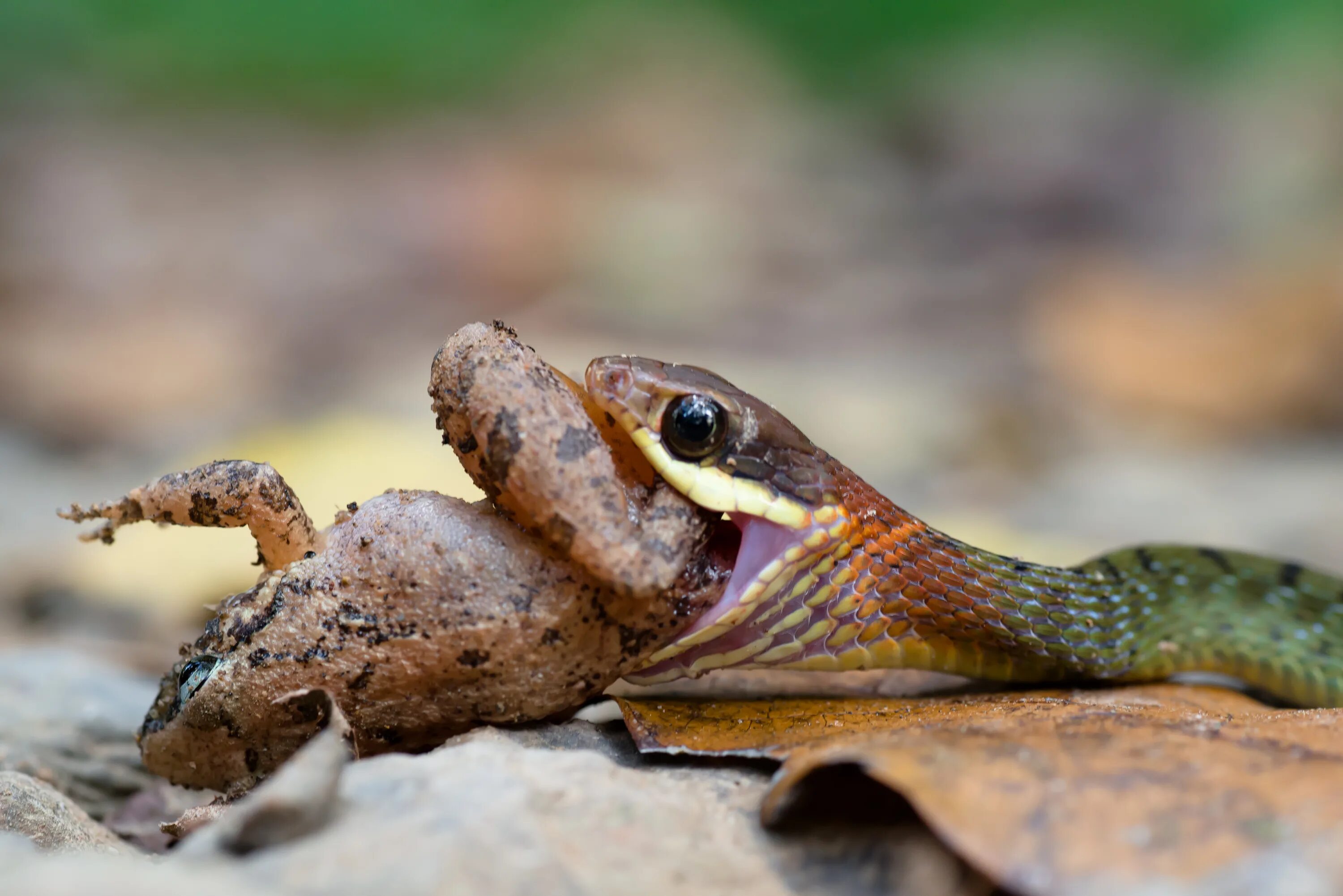 Питание ужа обыкновенного. Rhabdophis Chrysargos. Змеи заглатывают добычу целиком