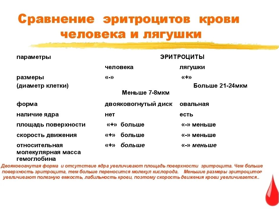 Наличие ядра человека. Сравнительная таблица клеток крови лягушки и человека. Сравнительная характеристика крови человека и лягушки таблица. Сравнительная таблица эритроцитов человека и лягушки. Таблица признаки эритроциты человека эритроциты лягушки.