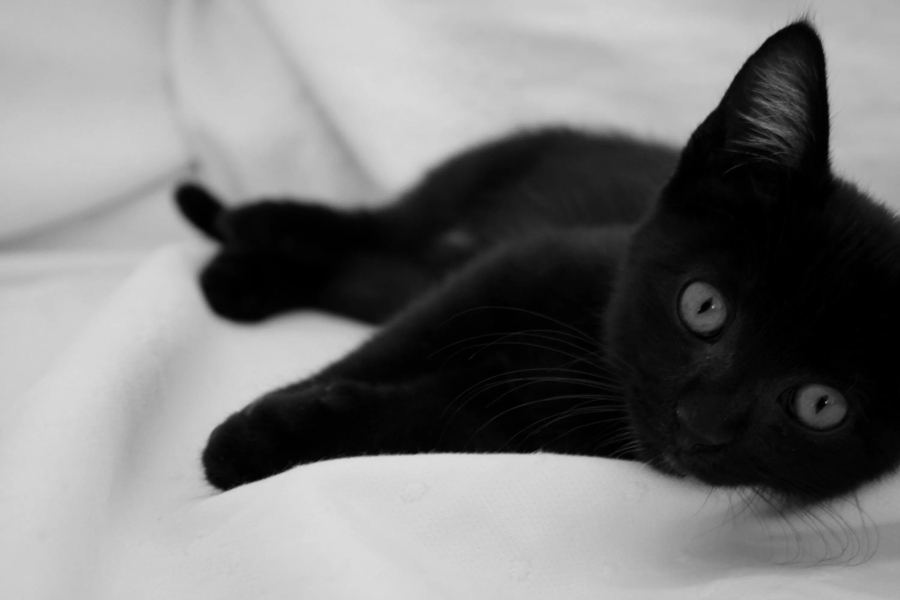 Черные котята во сне к чему снятся. Чёрный кот. Черный кот потягивается. Красивая черная кошка. Черная кошка потягивается.