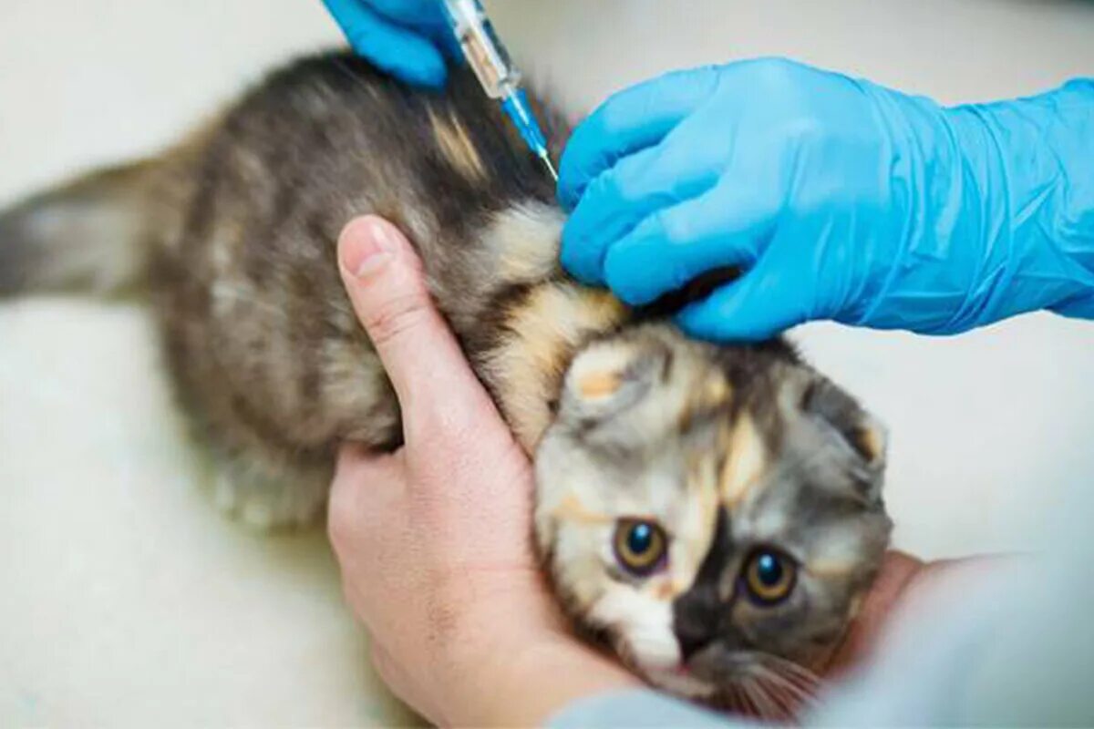 Где сделать бесплатную прививку кошкам. Вакцинация котят. Прививка котенку. Прививка для кошек. Вакцина для котят.