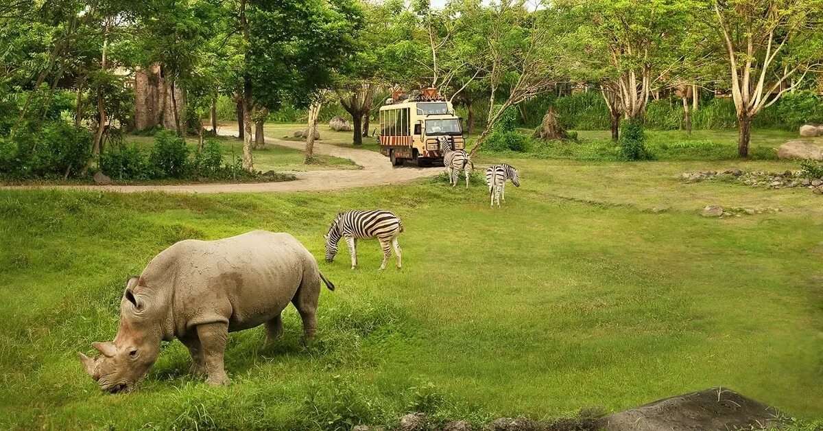 Сафари бангкок. The safari park. The safari park. Safari world бангкок. The safari park.