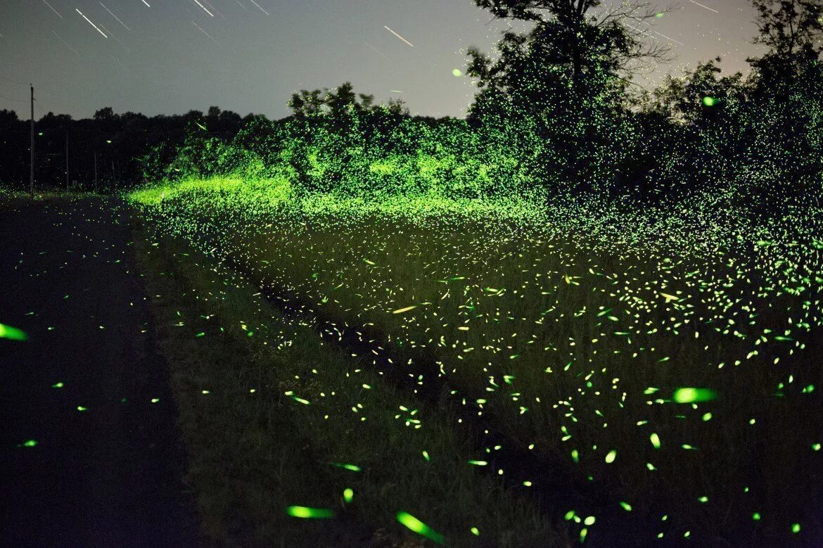 Bruce munro field of light. Брюс мунро световые инсталляции. "светлячки". Свечение в поле. Зарево ночью.