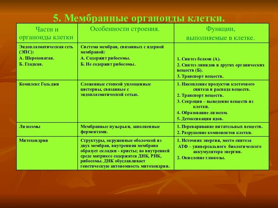 Функции мембранных органоидов. Мембранные органоиды клетки функции таблица. Эндоплазматическая сеть особенности строения и функции. Мембранные органоиды клетки таблица строение функции. Строение клеток мембранные органоиды