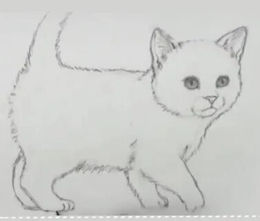 Кот 6 класс