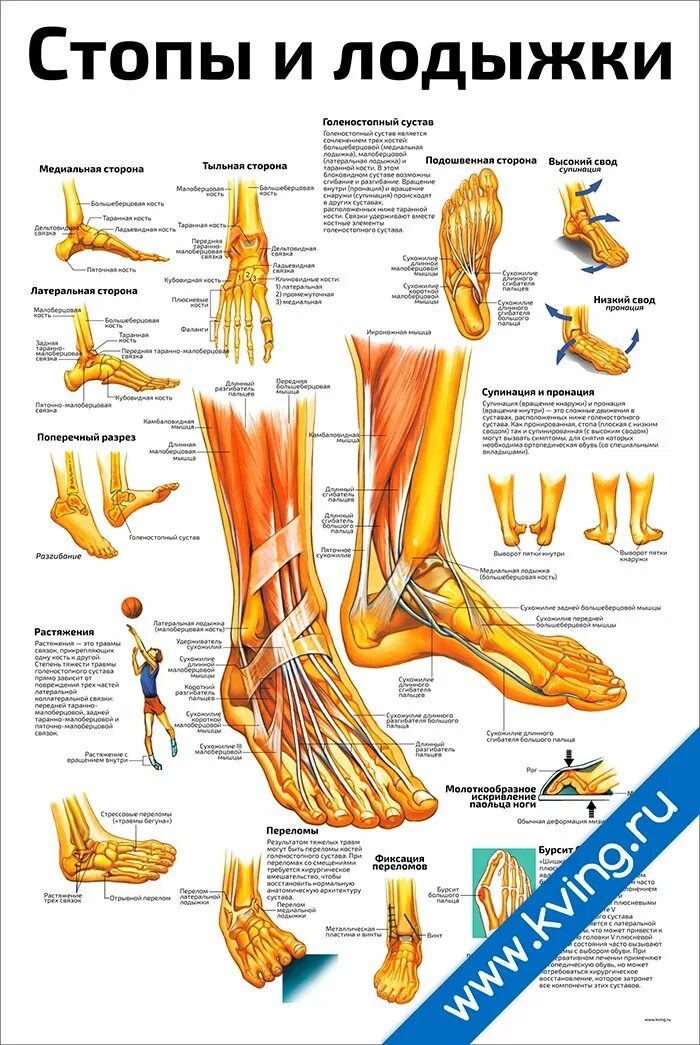 Нога человека щиколотка. Стопы и лодыжки плакат. Плакаты по анатомии. Строение ноги щиколотка лодыжка. Щиколотки и лодыжки разница.