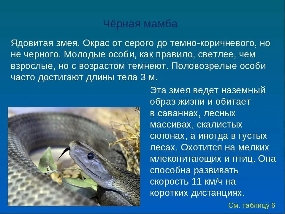 Проблема на тему проекта змеи Как защититься от змей РИАМО в Подольске РИАМО в Подольске