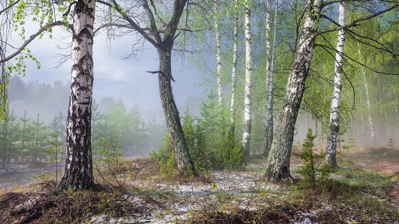 Песня весной в лесу очень хорошо. Весенний лес поход. В лесу весной редкий лесок. Песня весной в лесу очень хорошо. Мс пох.