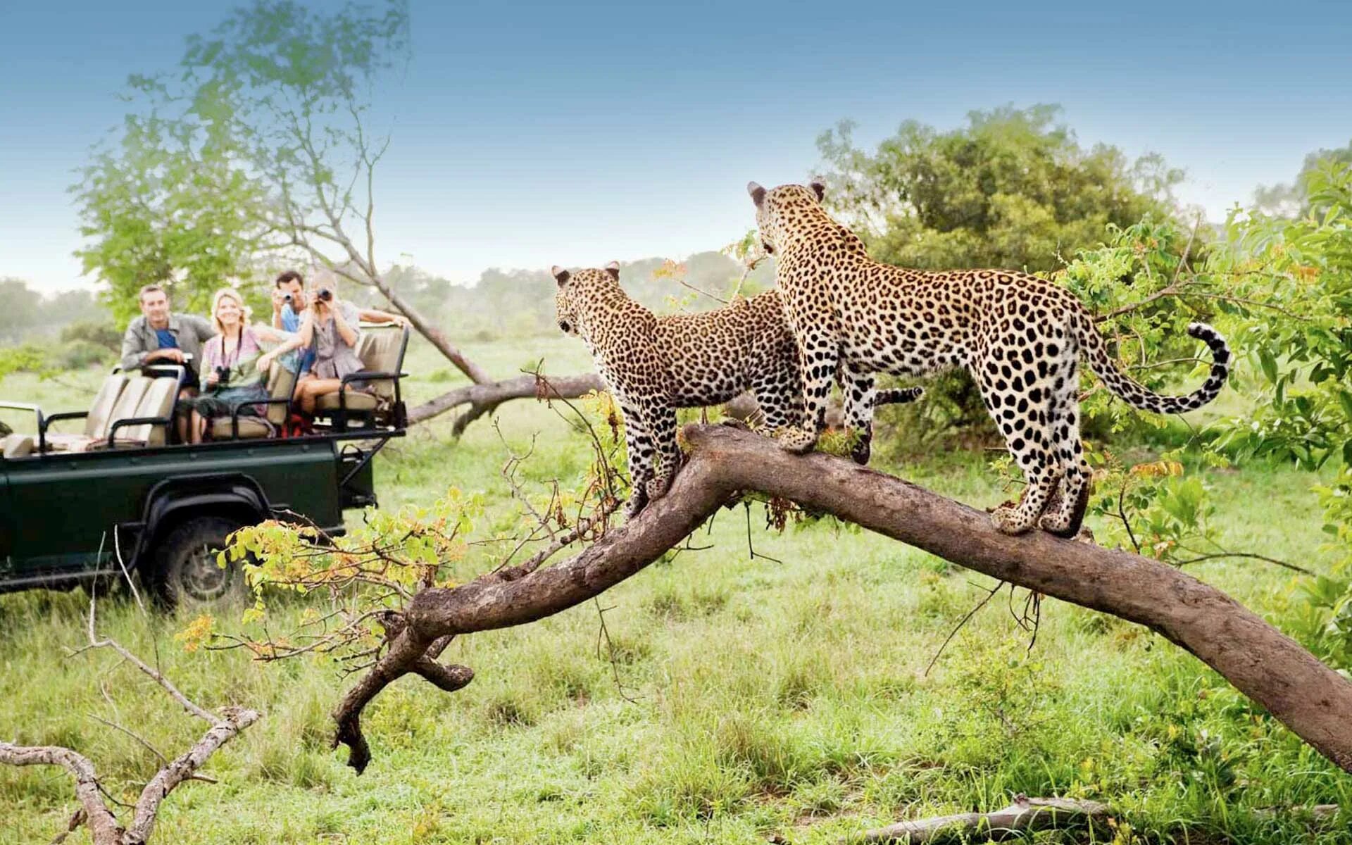 Животные и развлечения. Крюгер ЮАР нац.парк. Национальный парк Крюгера Южная Африка. Сафари Крюгер парк. ЮАР сафари парк Крюгера.