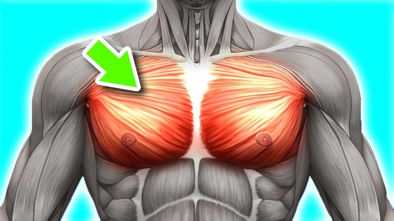 Грудные мышцы. Пучки грудных мышц. Большие грудные мышцы. Большая грудная мышца анатомия.