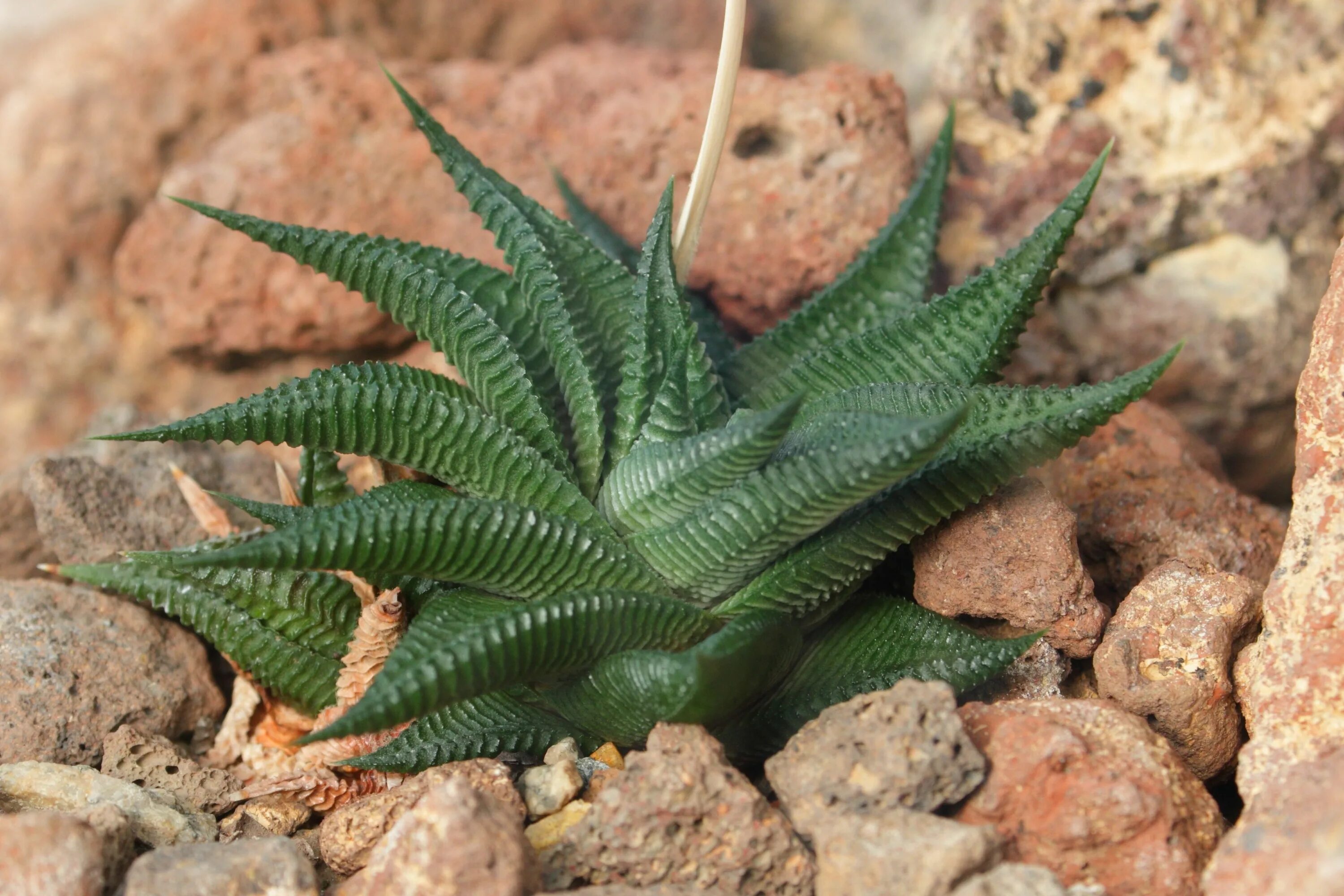 Haworthia лимифолия. Хавортия лимолистная haworthia limifolia. Хавортия limifolia. Хавортия антуанетта. Хавортия лимифолия.