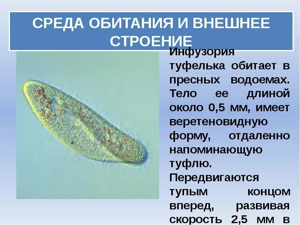 Инфузории туфельки в пробирке. Среда обитания инфузории туфельки. Инфузория туфелька инфузория туфелька. Инфузория туфелька протоплазма. Инфузория туфелька 7 класс биология.