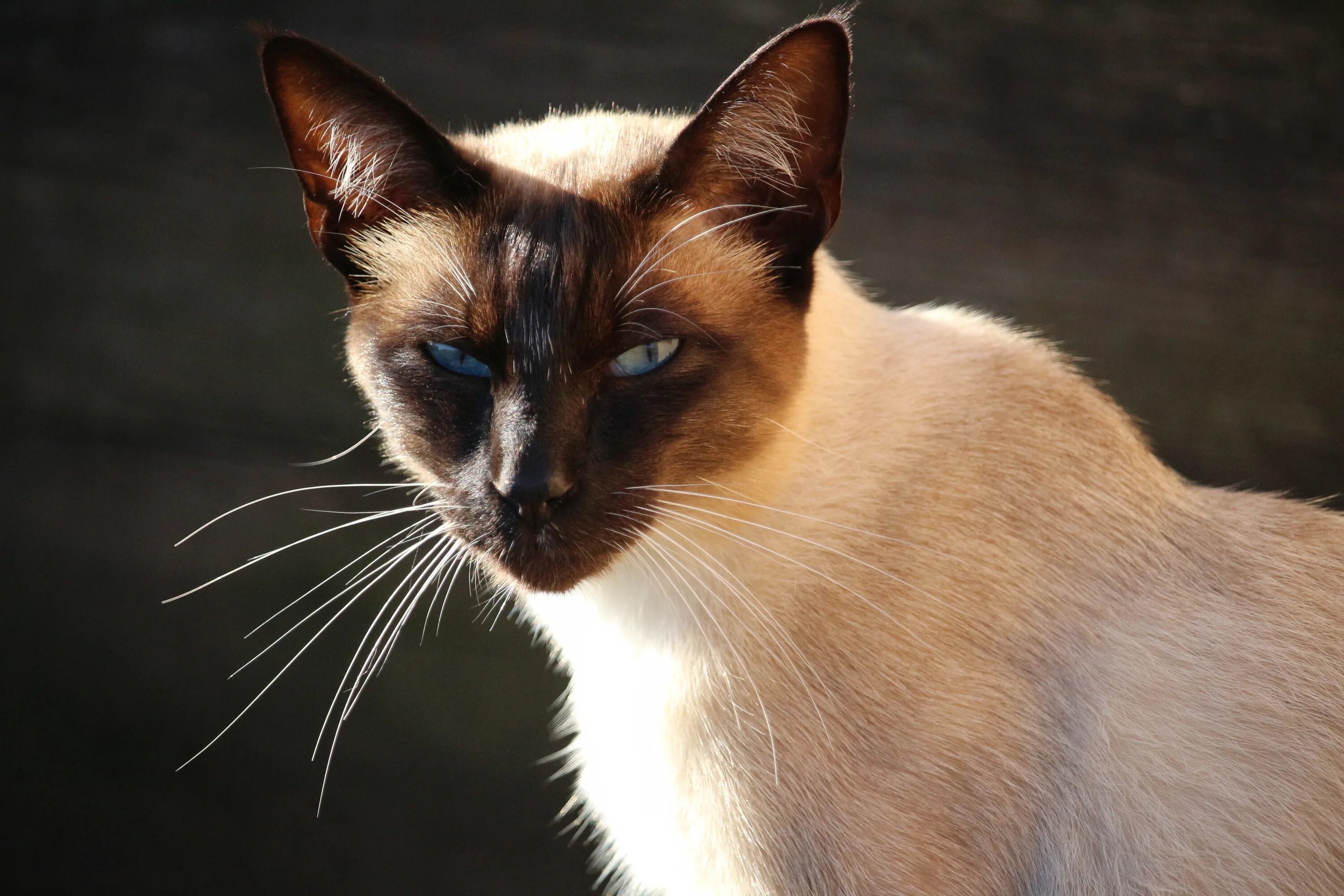 Сиамская порода котов