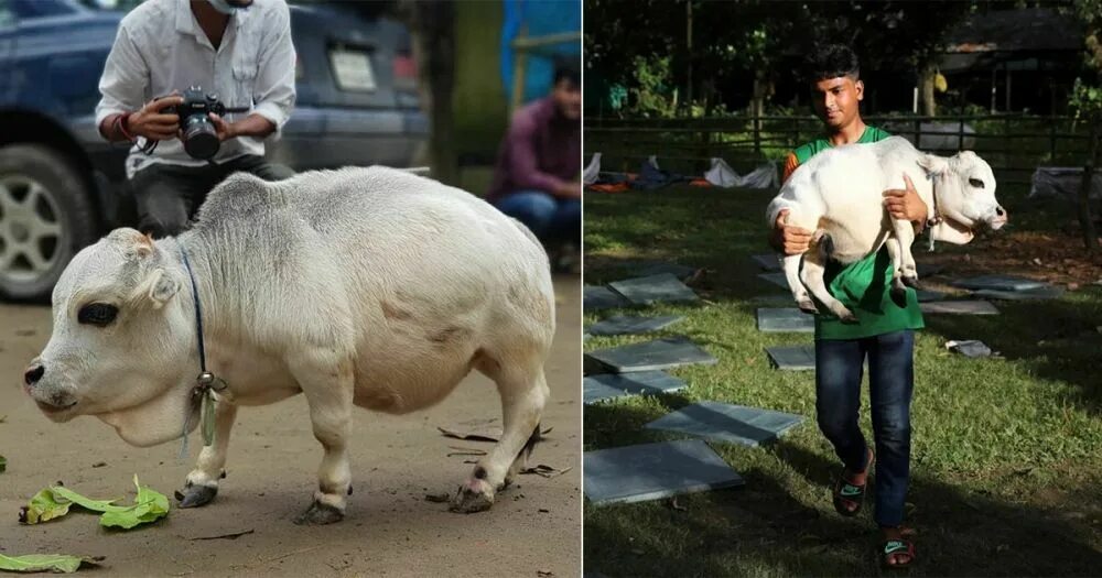 Самая маленькая корова рани. Самая маленькая корова. Самые маленькие коровы в мире. Самая маленькая корова рани. Мини корова декстер.