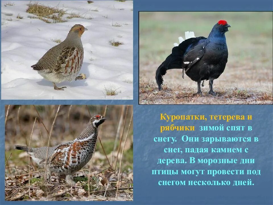 Где зимой ночует тетерев. Куропатки рябчики тетерева. тетерев и куропатка. рябчик и куропатка. глухарь рябчик.
